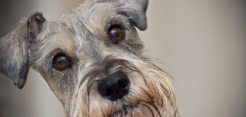 Schnauzer with diarrhea