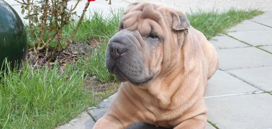 Shar Pei with diarrhea
