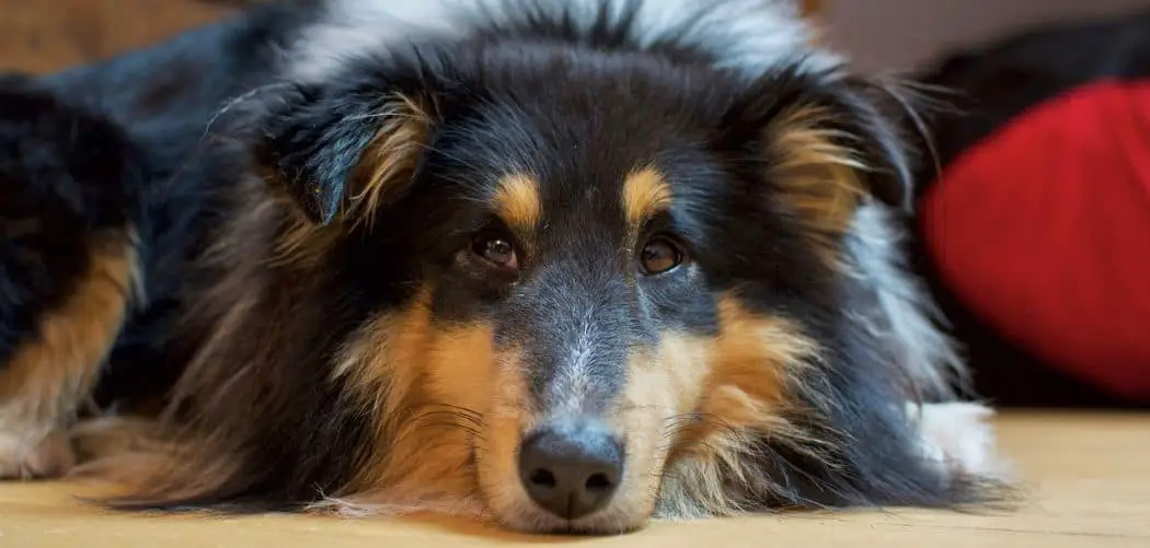 Sheltie with diarrhea