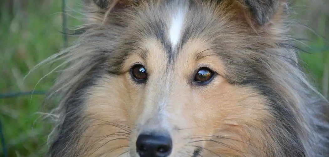 Shetland sheepdog so clingy