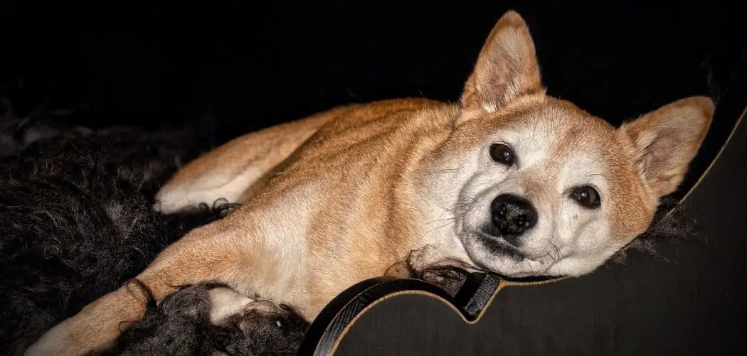 Shiba Inu with diarrhea