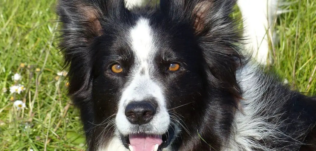When Do Border Collies Go Into Heat