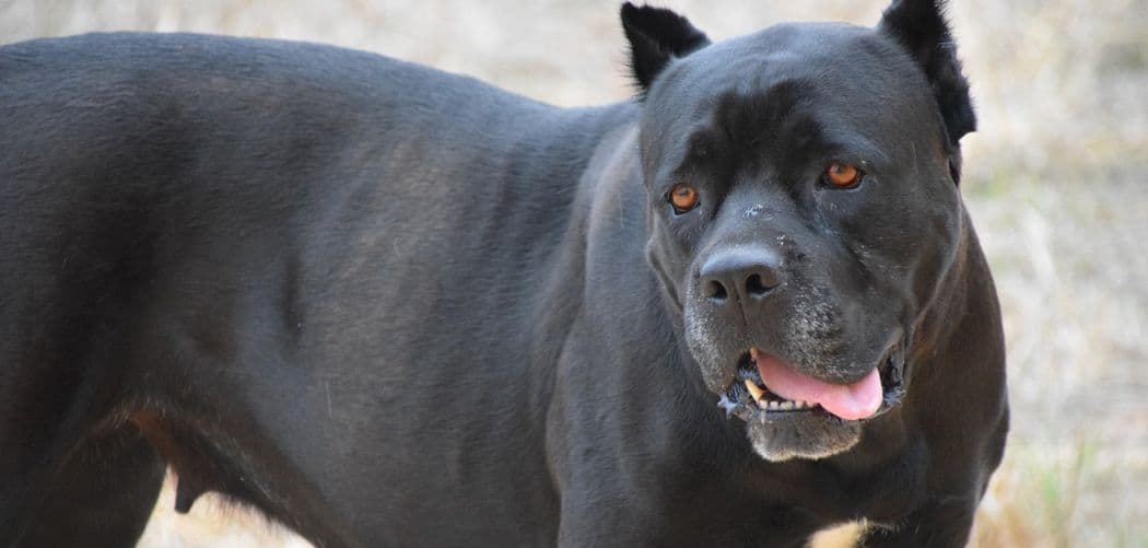 how long do cane corso stay in heat