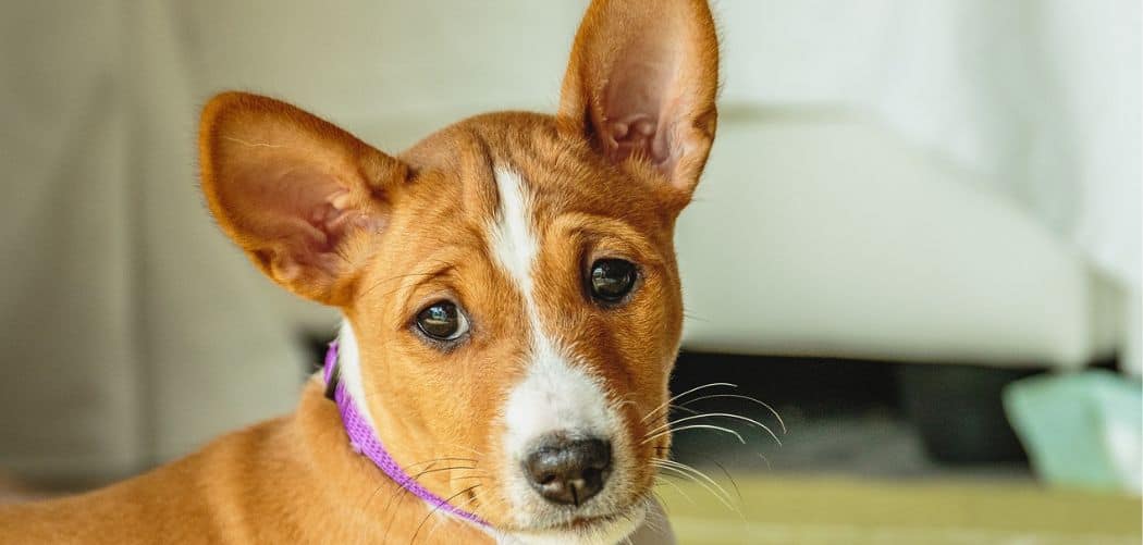 basenji with diarrhea