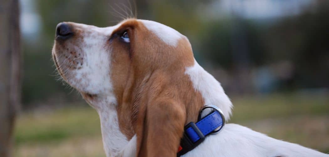 basset hound so clingy