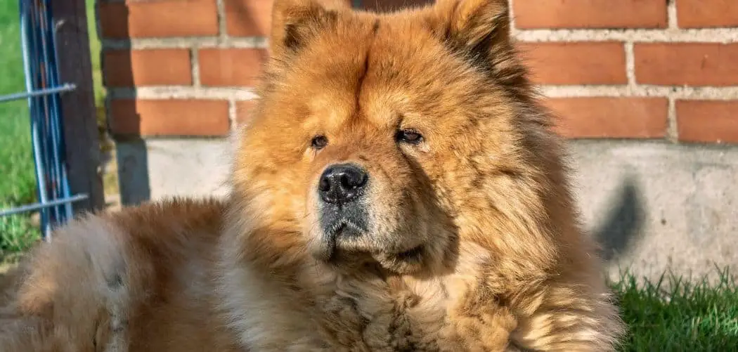 chow chow with diarrhea