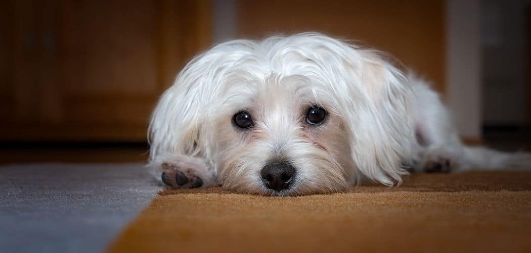 maltese with diarrhea