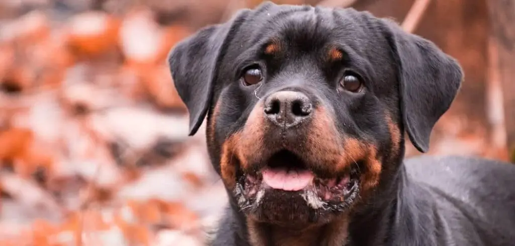rottweiler so clingy
