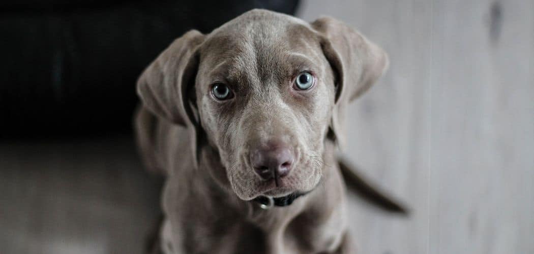 weimaraner so clingy
