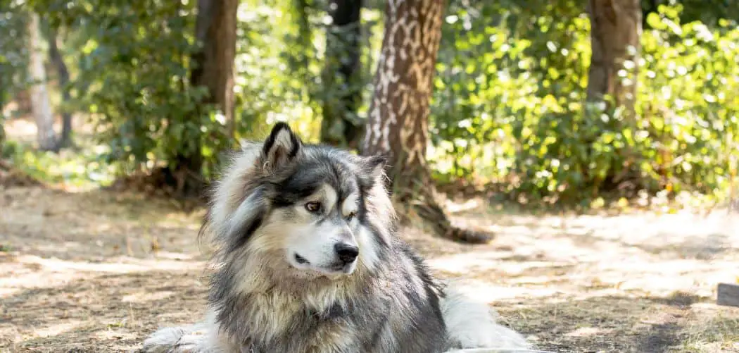 Alaskan Malamute crying