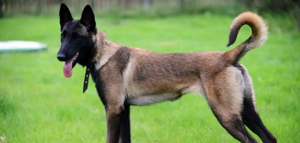 Belgian malinois too skinny