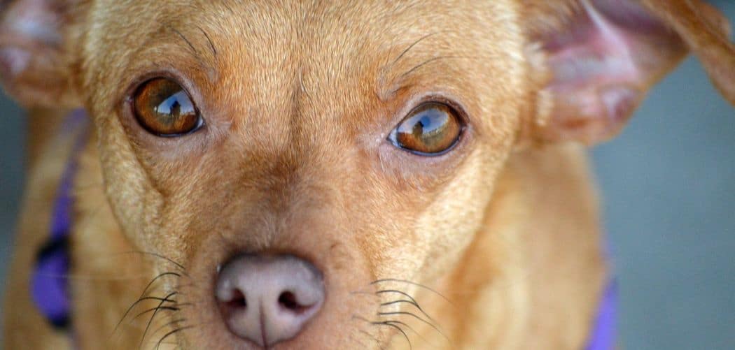 Chiweenie with diarrhea