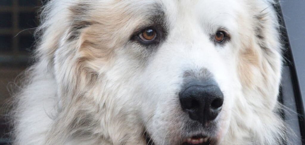 Great Pyrenees crying