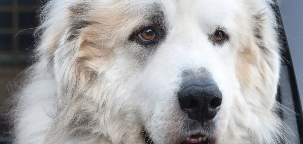Great Pyrenees crying