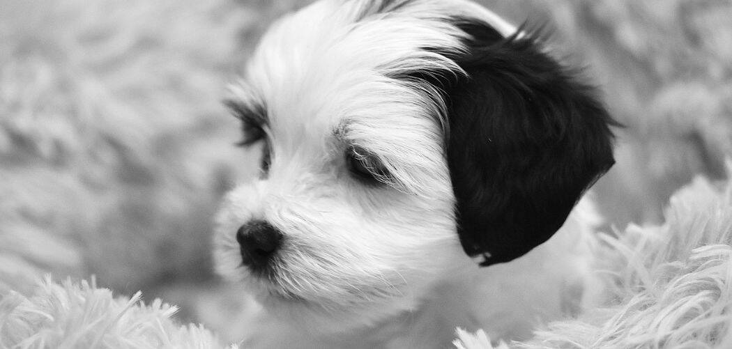 Havanese throwing up