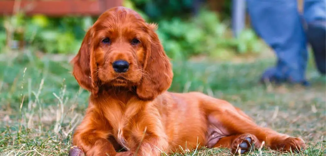 Irish Setter Crying 7 Reasons Why And What To Do Canines and Pups