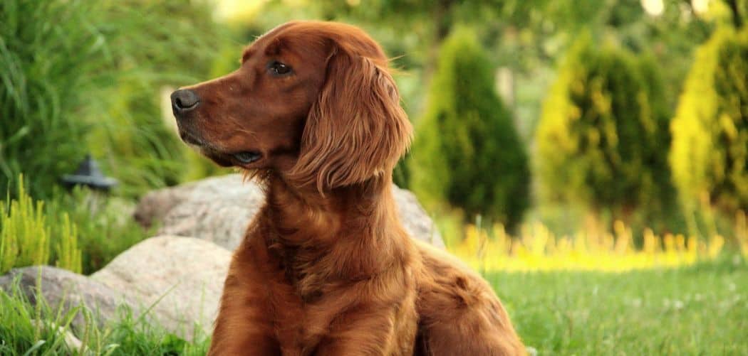 Irish setter with diarrhea