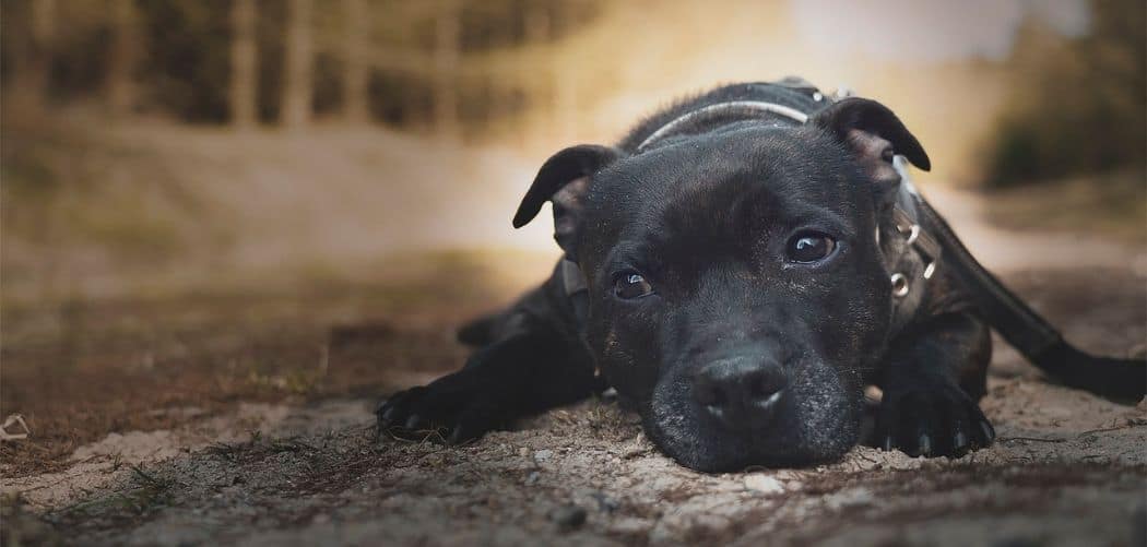 Staffy with diarrhea