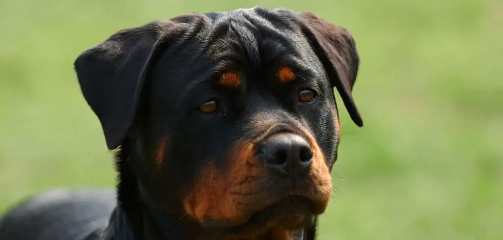 rottweiler crying
