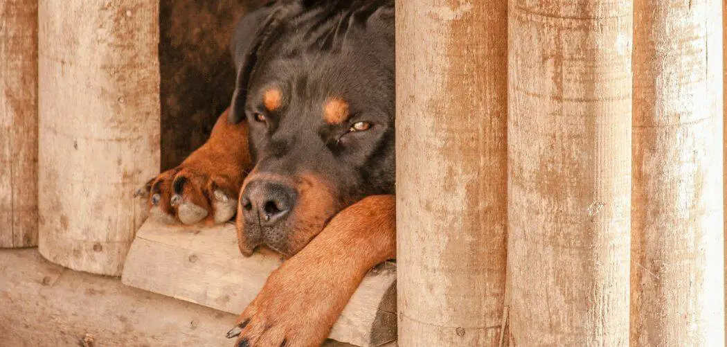 rottweiler throwing up