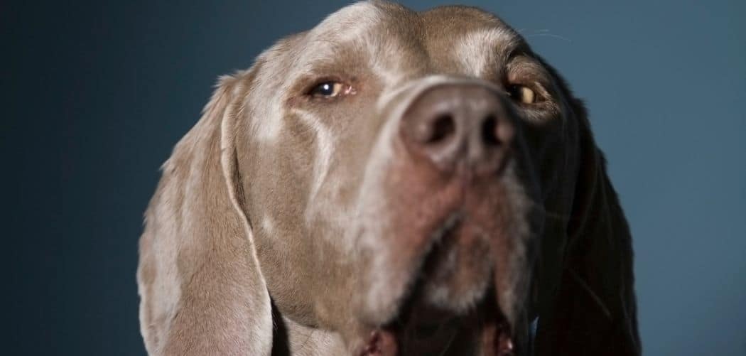 weimaraner crying