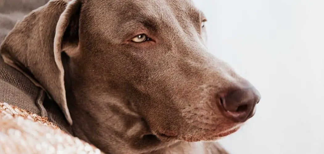weimaraner throwing up