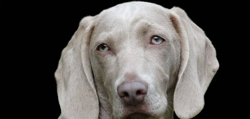 weimaraner with diarrhea