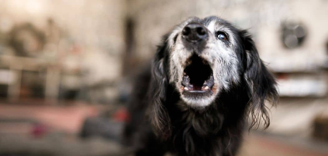 Dog Barking And Howling at night