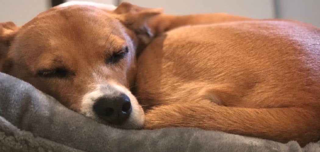 Dog Barking And Howling in sleep