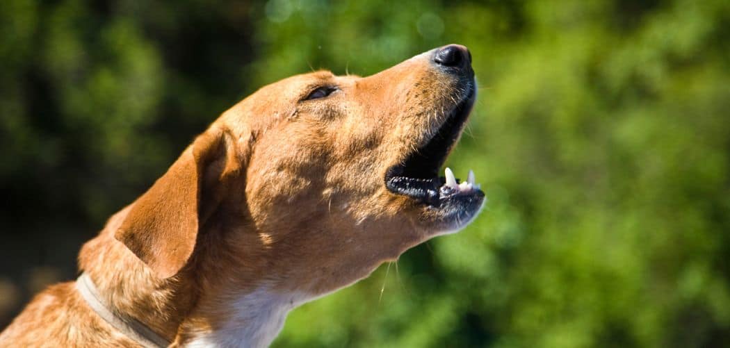 Dog Barking And Howling Find Out Why and What It Means Canines and Pups