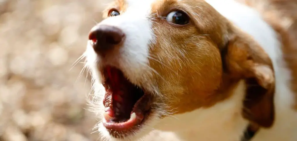 Dog barking and acting weird
