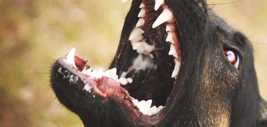 Is Your Dog Barking And Aggressive? Here's What It Means Canines and