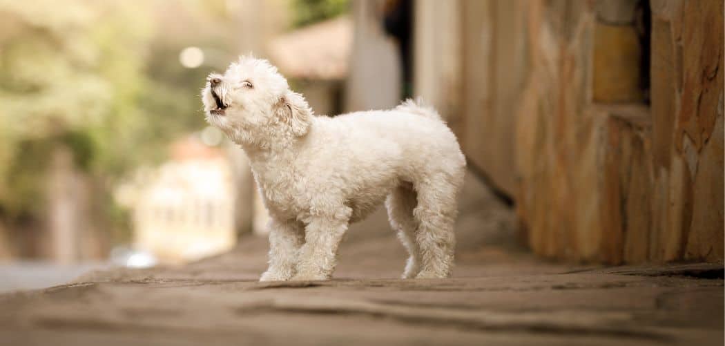 Dog barking and backing away