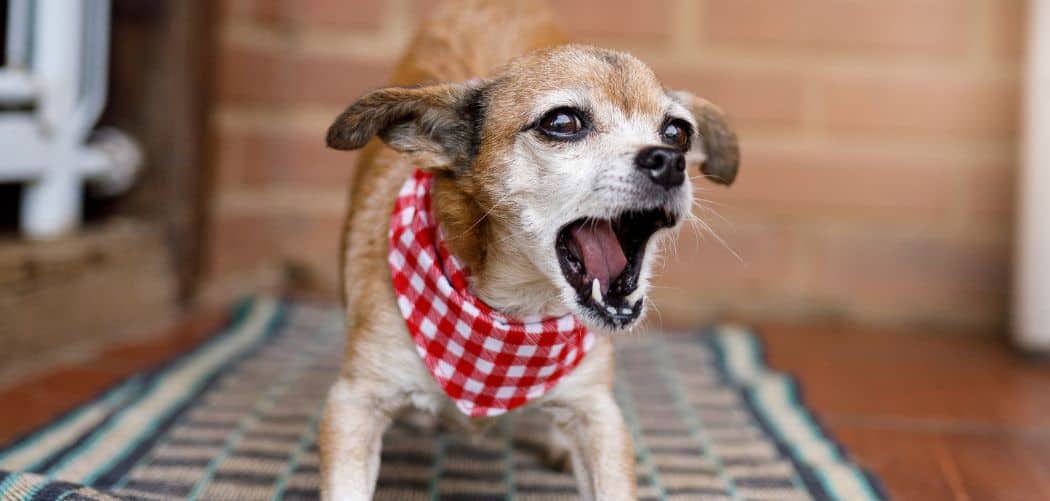 Dog barking and biting at me