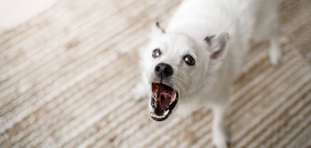 Dog barking and biting for attention