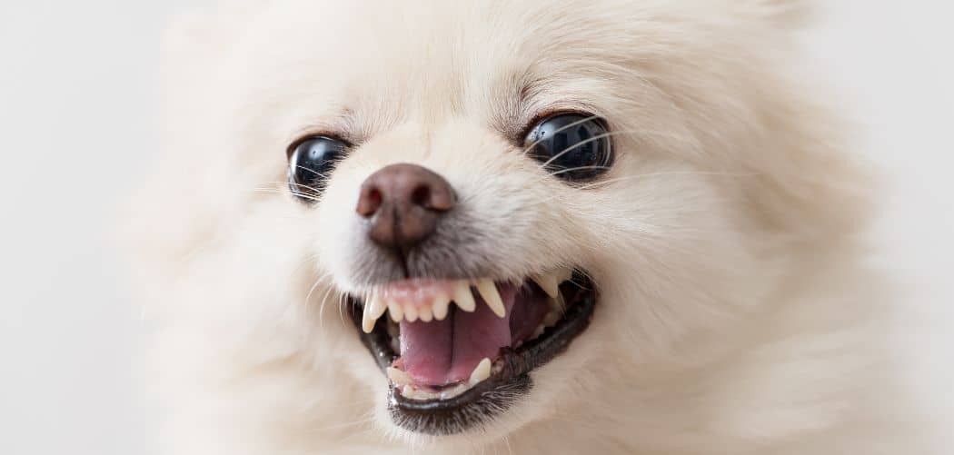 Dog barking and biting owner