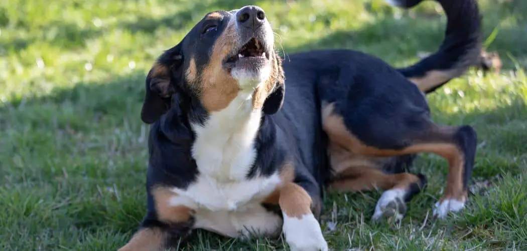 Dog barking and chasing tail