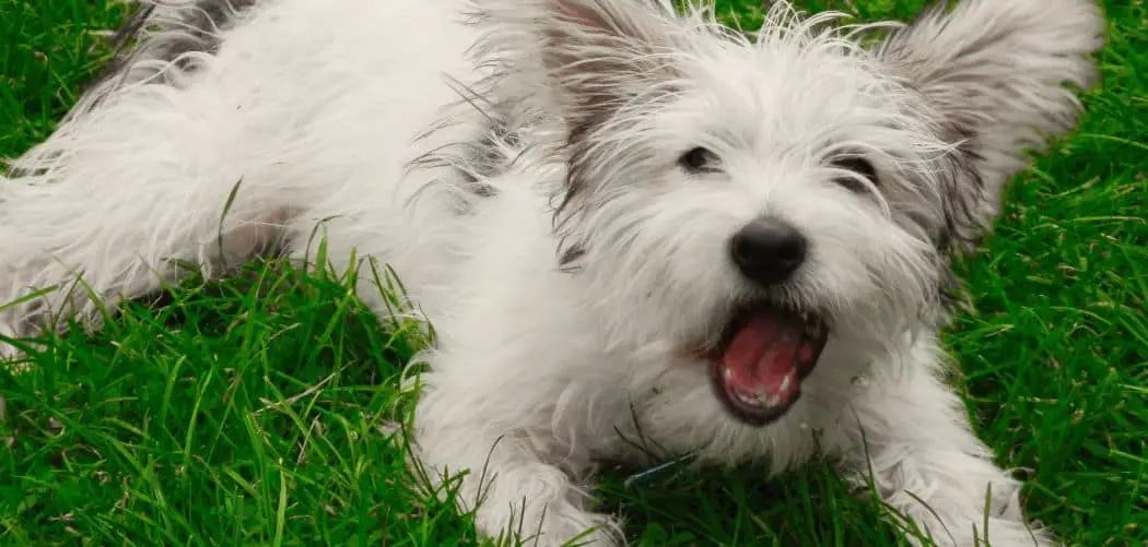 Dog barking and choking