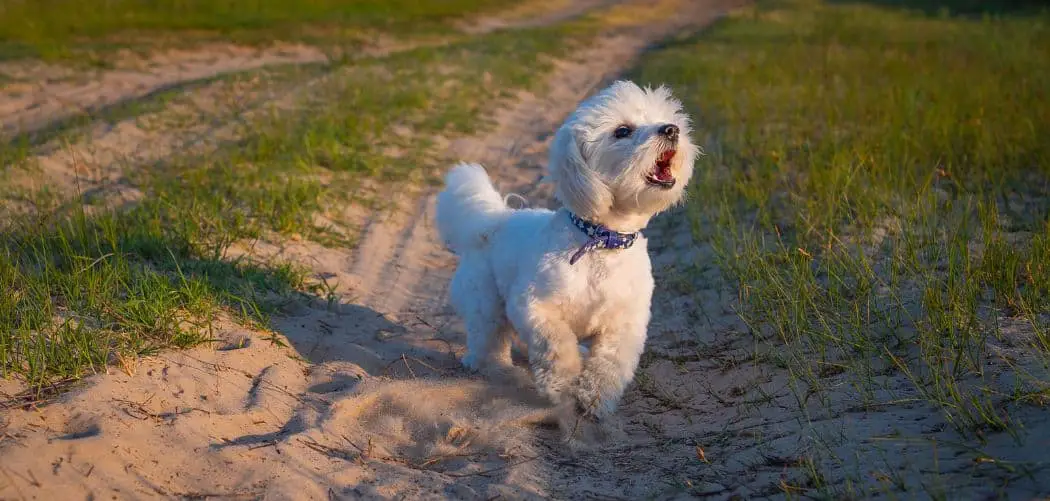 Dog barking and circling