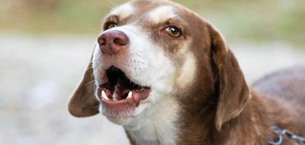 Dog barking and growling at nothing