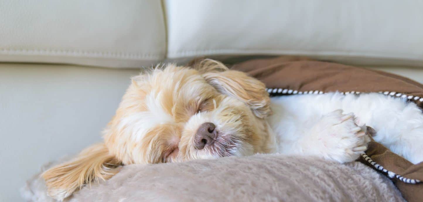 Dog barking and moving in sleep