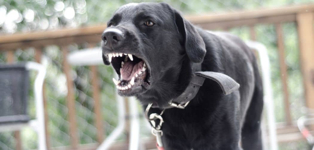 Dog barking and running in circles