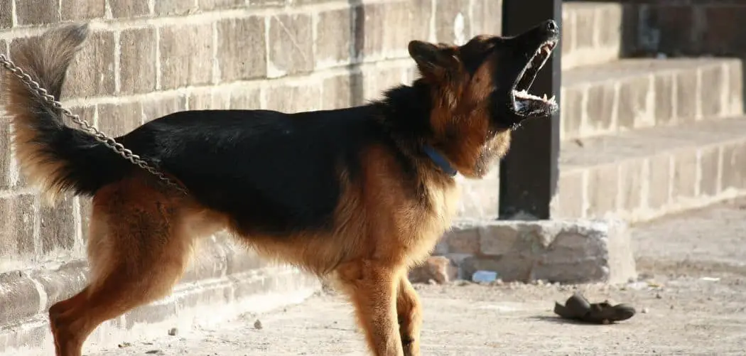 Dog barking and staring at nothing