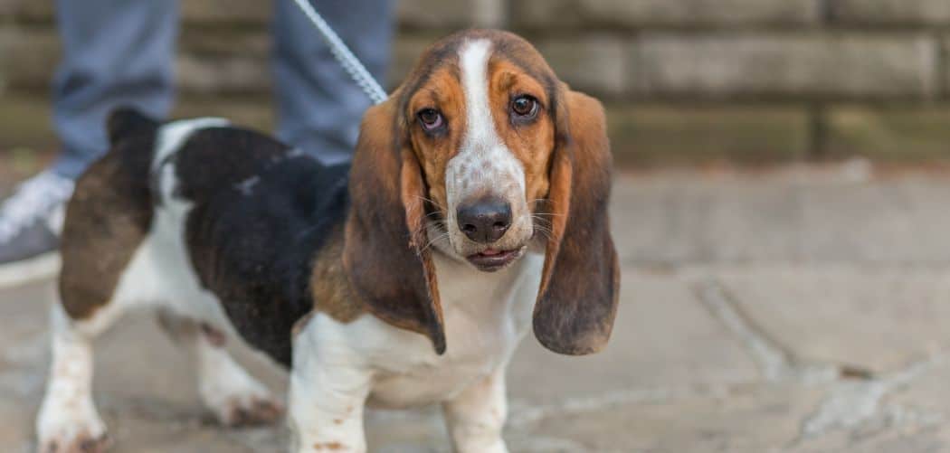 Dog diarrhea and clear vomit