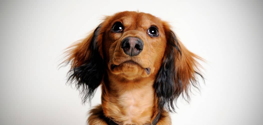 Dog diarrhea and excessive licking