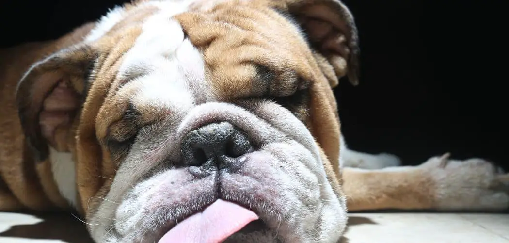 Dog diarrhea and farting