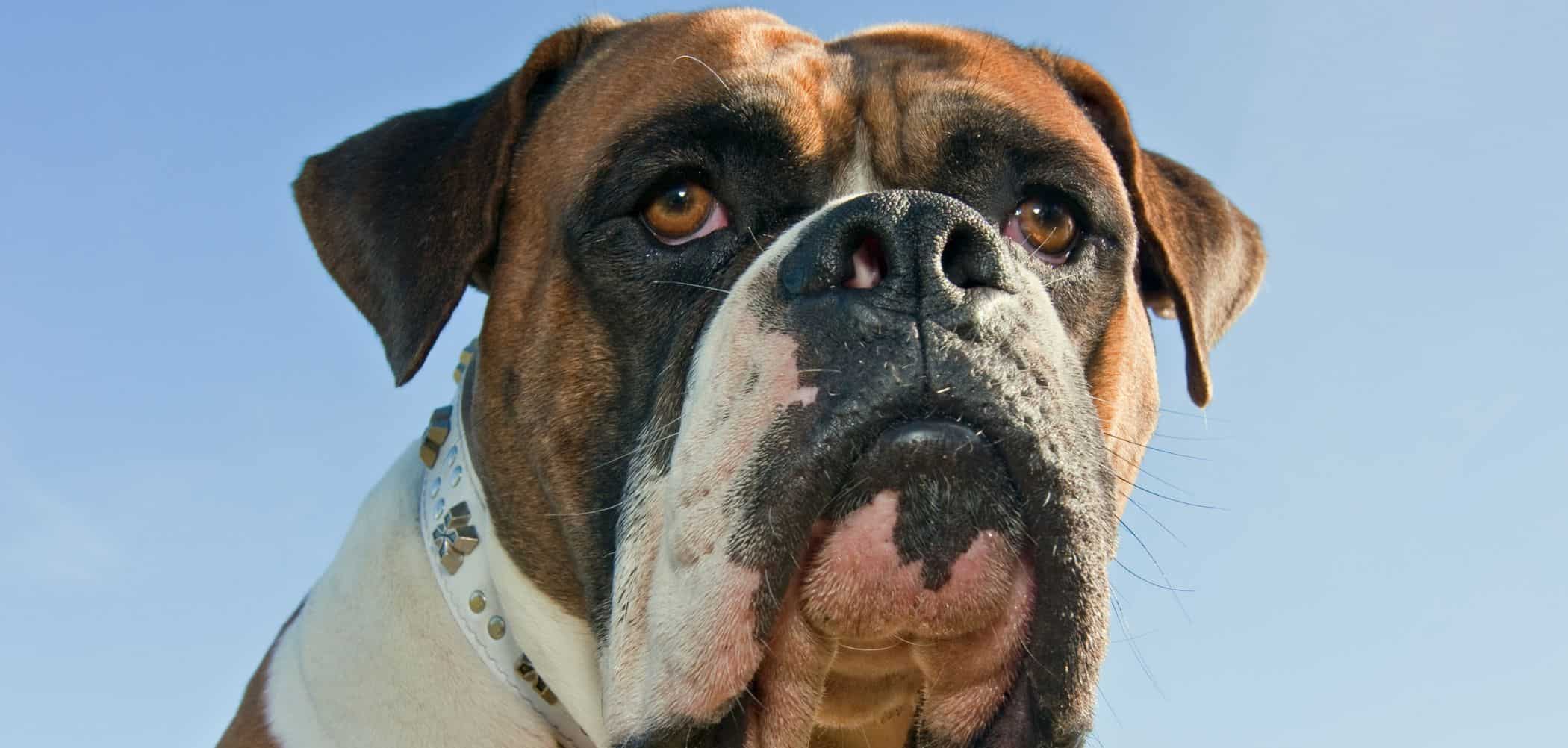 Dog diarrhea and itching