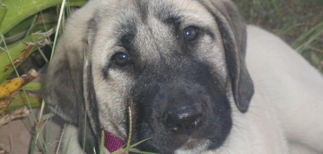 Dog diarrhea and lethargy