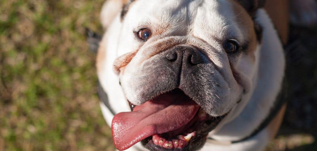 Dog diarrhea and licking paws