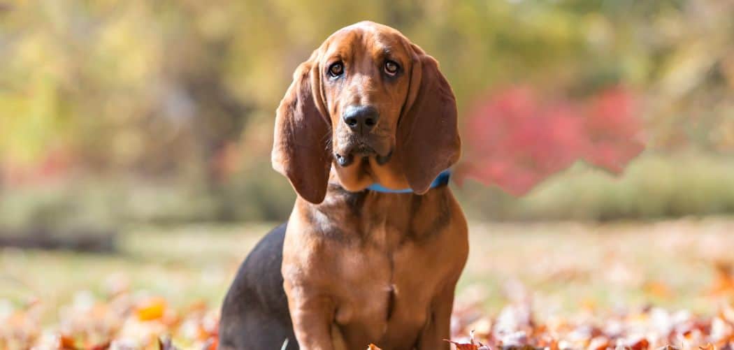 Dog diarrhea and mouth watering